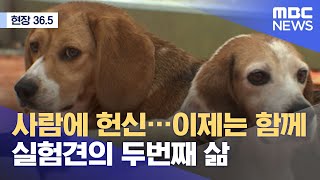 [현장36.5] 사람에 헌신…이제는 함께 실험견의 두번째 삶 (2021.05.24/뉴스데스크/MBC)