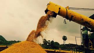 Standard Rice Harvesting Machine - நெல் அறுவடை செய்யும் முறை