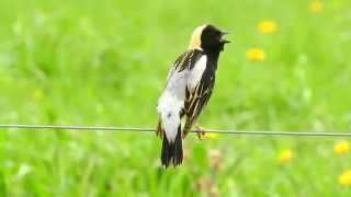 Bobolink Singing