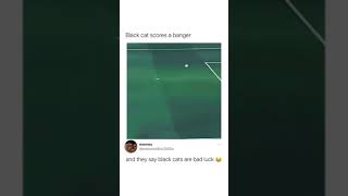 Black cat scores a goal