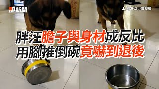 膽子與身材成反比🤣胖汪推倒碗　竟嚇到退後｜寵物｜狗｜米克斯｜可愛｜搞笑