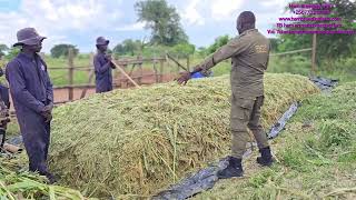 Making of surface silage ( silage making for suger graze )in the very cheap way