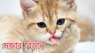 The Most Funny Cat Videos You Will Ever Watch || মজার বিড়াল || Tasnim Vlog 13