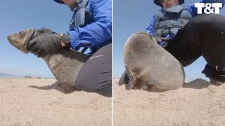 Seal Almost Bites Man Where It Hurts During Rescue