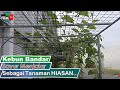 [ Kebun BANDAR ] IDEA 💡 Untuk Lanskapkan Tanaman Sayur @ Bunga Yang MENJALAR Disekeliling Rumah