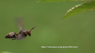 庭の虫の飛翔　insects in flight in my garden