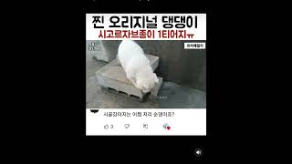 시고르자브종(시골잡종) 이 귀여운 놈들 좀 보고 가세요ㅜㅜ