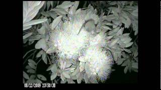 Pollination of New Zealand native plants