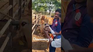 Cow Deworming #cow #cowboy #cowvideos #ivf #cmjagan #sahiwal #farming #cows #deworming