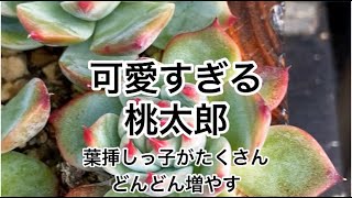 [多肉植物]可愛すぎる桃太郎^_^葉挿しっ子がたくさん^_^私の戯言