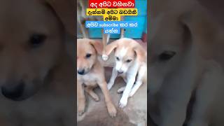 අපිට වහිනවා දැන් අපිට බඩගිනි අමිමා 😂😓😪🎂🎂🎂🎂🐕🐶