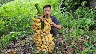 Harvest ripe bananas, and make snacks from bananas and sweetened bananas