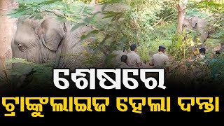 ଶେଷରେ ଟ୍ରାଙ୍କୁଲାଇଜ ହେଲା ଦନ୍ତା  | Odisha Reporter