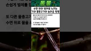 사냥 방법이 진짜 특이한 물고기