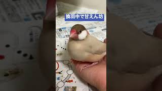 おててがぬくいの　#文鳥 #手乗り #もちもち #換羽