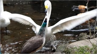 SWAN vs. PEAHEN﻿　白鳥は強い！です＞＜； 野毛山動物園