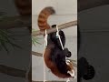 20240102素晴らしい曲芸を披露してくれたたけのこ レッサーパンダ 羽村市動物公園 ヒノトントンzoo たけのこ redpanda