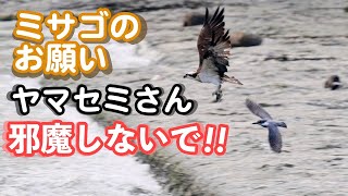 ミサゴのお願い！ヤマセミさん邪魔しないで！！[Crested Kingfisher] [Osprey]