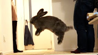 Giant Rabbit Binkies and Plays with Owner（ジャイアントうさぎのひねりジャンプ）