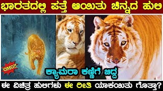 ಭಾರತದಲ್ಲಿ ಪತ್ತೆ ಆಯಿತು ಚಿನ್ನದ ಹುಲಿ |ಕ್ಯಾಮರಾ ಕಣ್ಣಿಗೆ ಬಿದ್ದ ಈ ವಿಚಿತ್ರ ಹುಲಿಗಳು ಈ ರೀತಿ ಯಾಕಯಿತು ಗೊತ್ತಾ?