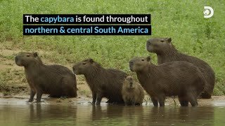 Meet the Capybara