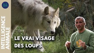 Débusquer les mythes et préjugés sur les loups | IA | DOC COMPLET