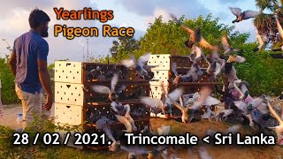 Jaffna Pigeon club Pigeon Race in Trincomale, srilanka in tamil பந்தய  புறா போட்டி ,திருகோணமலை   ,