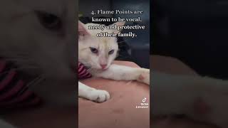 5 Facts Flamepoint Siamese Cats 2023