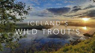 Fliegenfischen auf isländische wilde Forellen / Flyfishing for Iceland^s wild Trout's