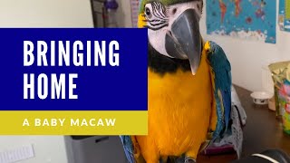 BRINGING HOME A BABY BLUE AND GOLD MACAW | SHELBY THE MACAW