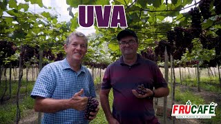 UVA - Produtividade e Colheita no Devanir Ziviani ES