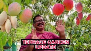 MY TERRACE GARDEN UPDATE എന്റെ ടെറസ്  ഗാർഡനിലെ പുതിയ വിശേഷങ്ങൾ കാണാം