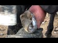 the deformed donkey hoof has not been trimmed for 8 years it is like a forked flower