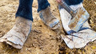 The Deformed Donkey Hoof Has Not Been Trimmed For 8 Years! It Is Like A Forked Flower