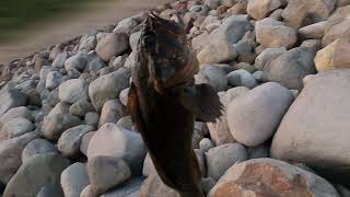 伊豆半島での釣り日記　今回はソイと蛍。