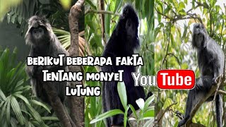 berikut beberapa fakta tentang monyet lutung@Jalurlangit-s5f