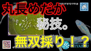 【丸長めだか突撃！その①】水温20度以下で爆産の秘訣！？