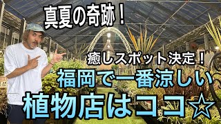 【店内ツアー】福岡で一番涼しい植物店⁉癒しの夜の植物店！8月13日までサマータイム営業中⭐️