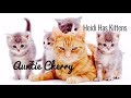 Fun Bedtime Story For Kids | Heidi Has Kitten's