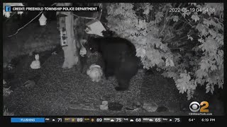 Black bear spotting in Freehold Township, New Jersey