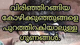 വിരിഞ്ഞിറങ്ങിയ കോഴിക്കുഞ്ഞുങ്ങളെ പുറത്തിറകിയാലുള്ള ഗുണങ്ങൾ.Benefits of leaving new chicks outdoor.