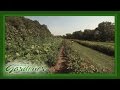 Farming On A Small Scale | Volunteer Gardener