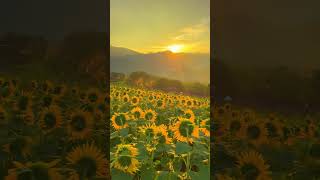 Sunflowers with sunrise in Sannokura highland 福島県三ノ倉高原で日の出とひまわり #japan #shorts #flowers #花