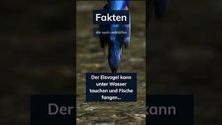 Fakten über den Eisvogel #fakten #faktenvideo #wissen #tiere #shorts #vogel #youtubeshorts