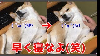 柴犬ハナ 何度もとろけて寝落ちしそうになるが、寸前で耐えようとする -- Shiba is sleepy.--