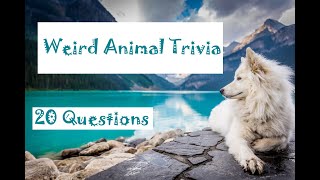 Weird Animal Trivia - 20 Questions - The Wonders of the Animal Kingdom {ROAD TRIpVIA- ep:69]