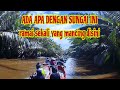 KENAPA DENGAN SUNGAI INI‼️ RAMAI SEKALI DI BURU PARA PEMANCING UDANG GALAH