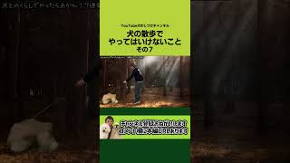 リードを強く引っ張らせたままお散歩しない方が良いです❣