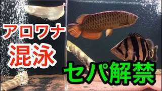 アロワナの混泳　開始　アジアアロワナとアルビノシルバーアロワナ　セパ解禁　arowana