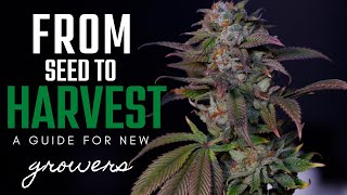 How to Grow Weed | Seed to Harvest Guide for Beginner Growing